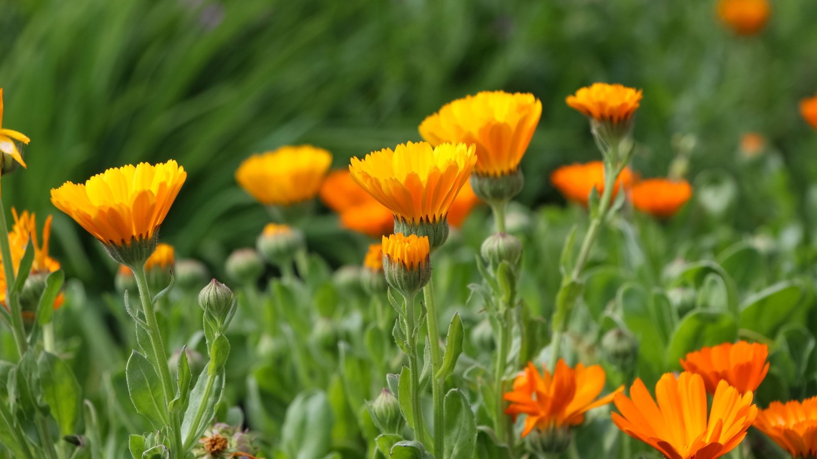 Bright green, toothed leaves form a base for upright stems topped with golden-orange daisy-like flowers.