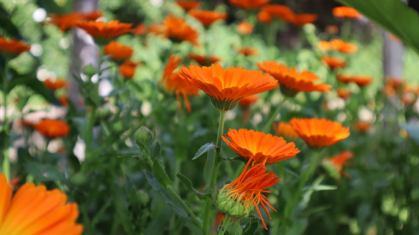 Golden-orange daisy-like flowers with soft, rounded petals and delicate green foliage below.