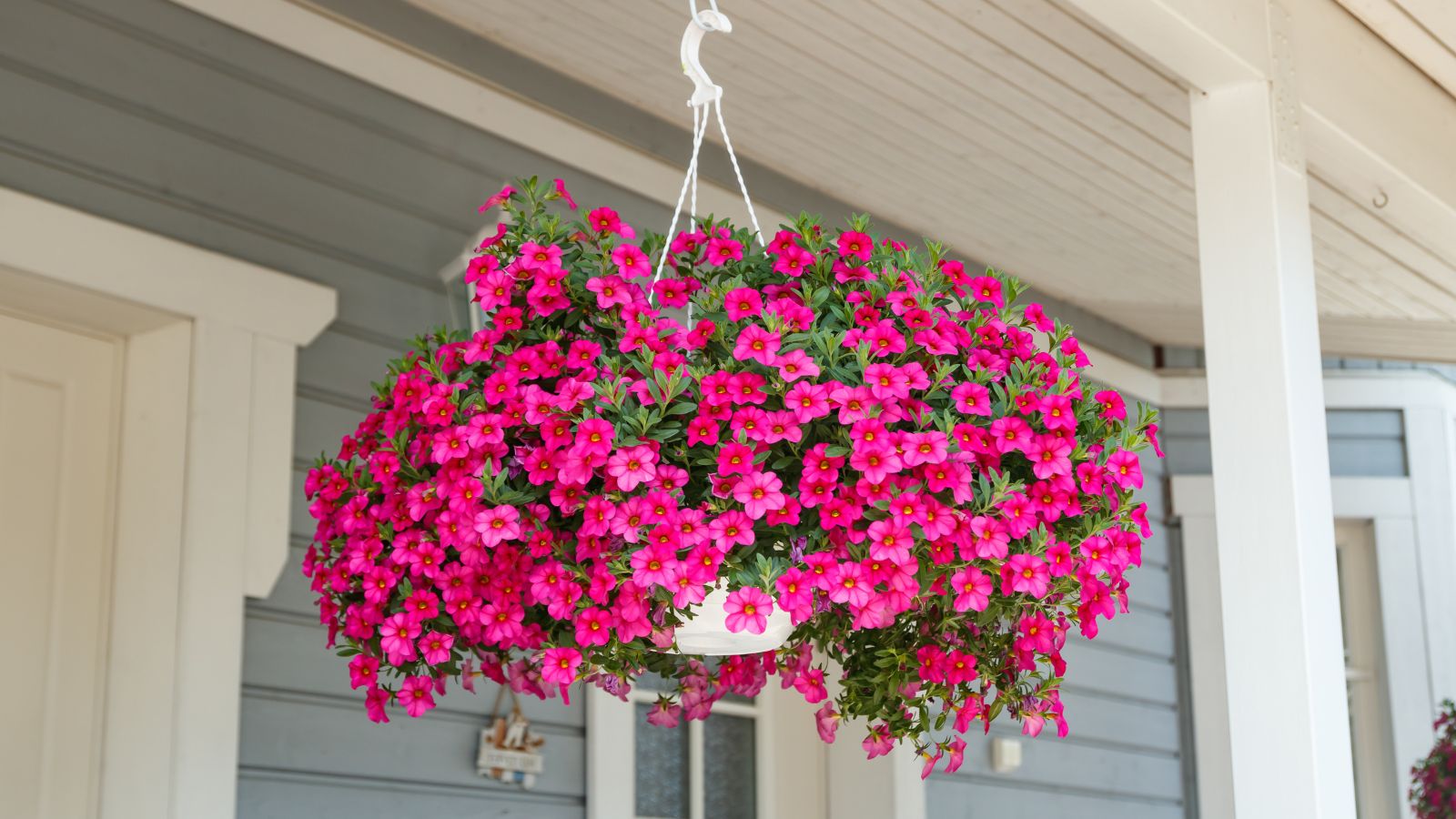 A lush Calibrachoa x hybrida plant appearing to mound and trail with vibrant pink blooms dangling on a porch