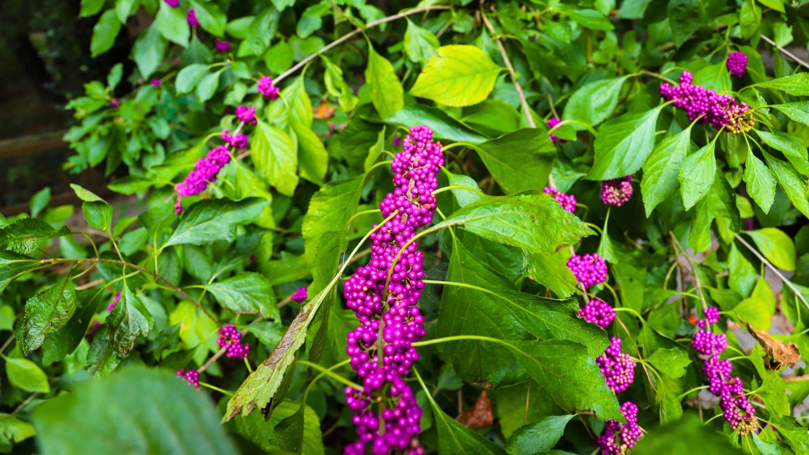 Stems covered in dense clusters of small, round, vibrant purple berries are surrounded by green leaves.