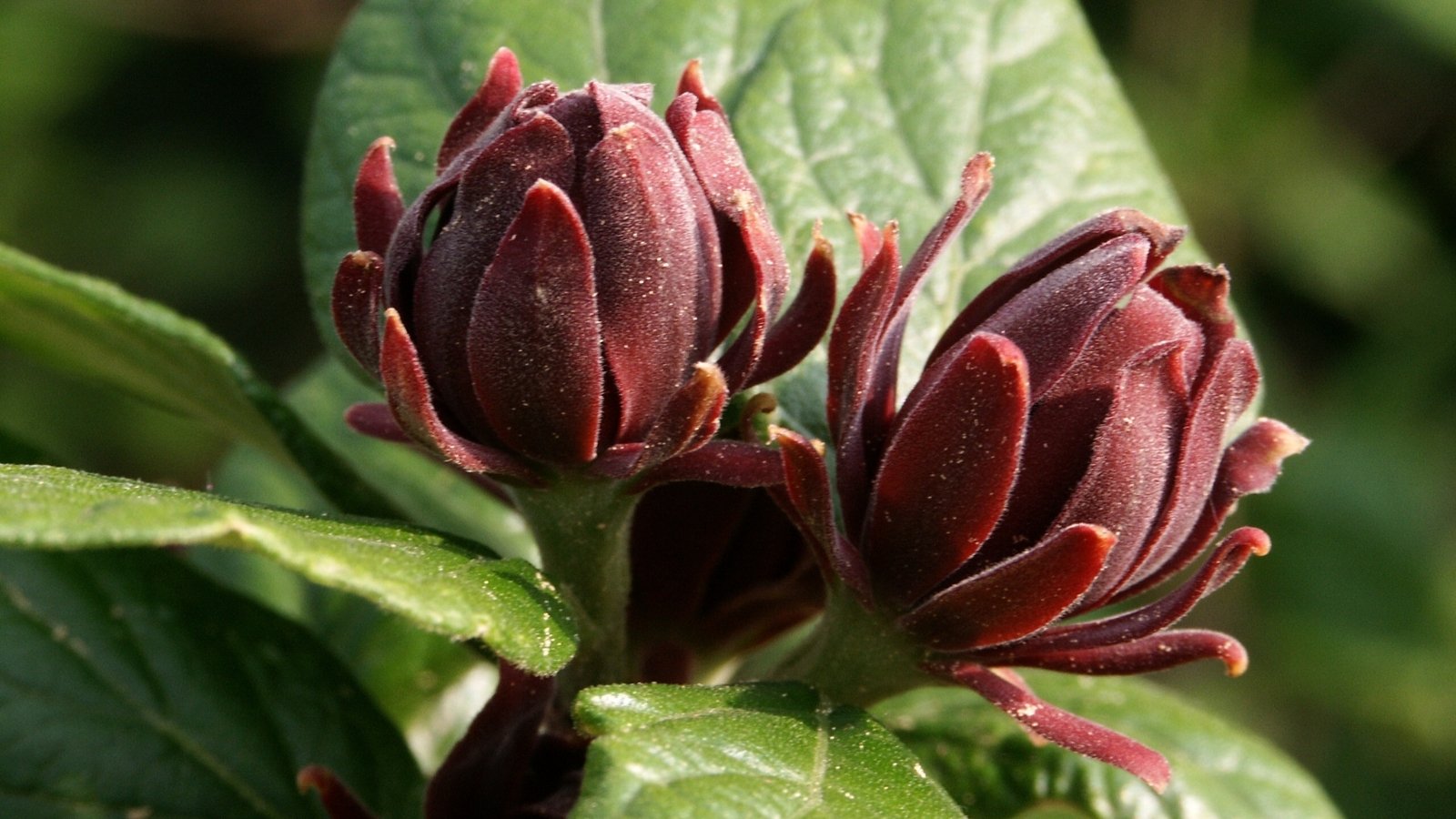 Deep reddish-brown flowers with layered, twisted petals bloom amid glossy green leaves.