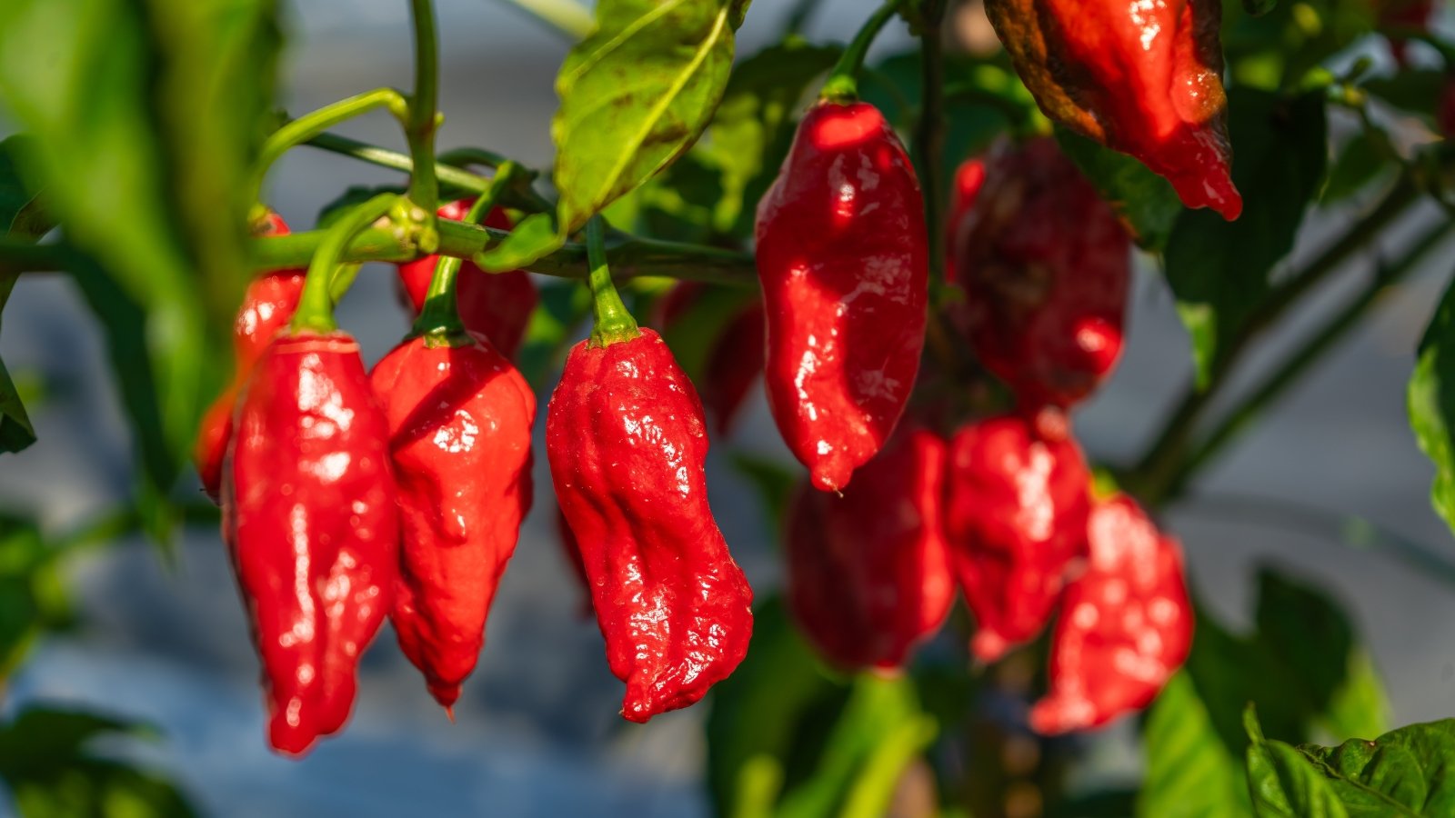 A bushy plant featuring smooth, dark green leaves, thin woody stems, and curved, brightly colored hot peppers hanging from branches.