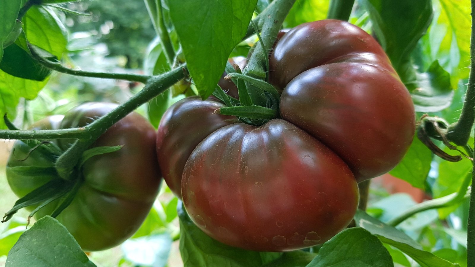 A cluster of dark, dusky reddish-brown, deeply lobed fruits and green unripe fruits on a leafy vine.
