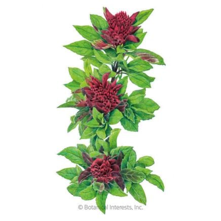 Cardinal Basil