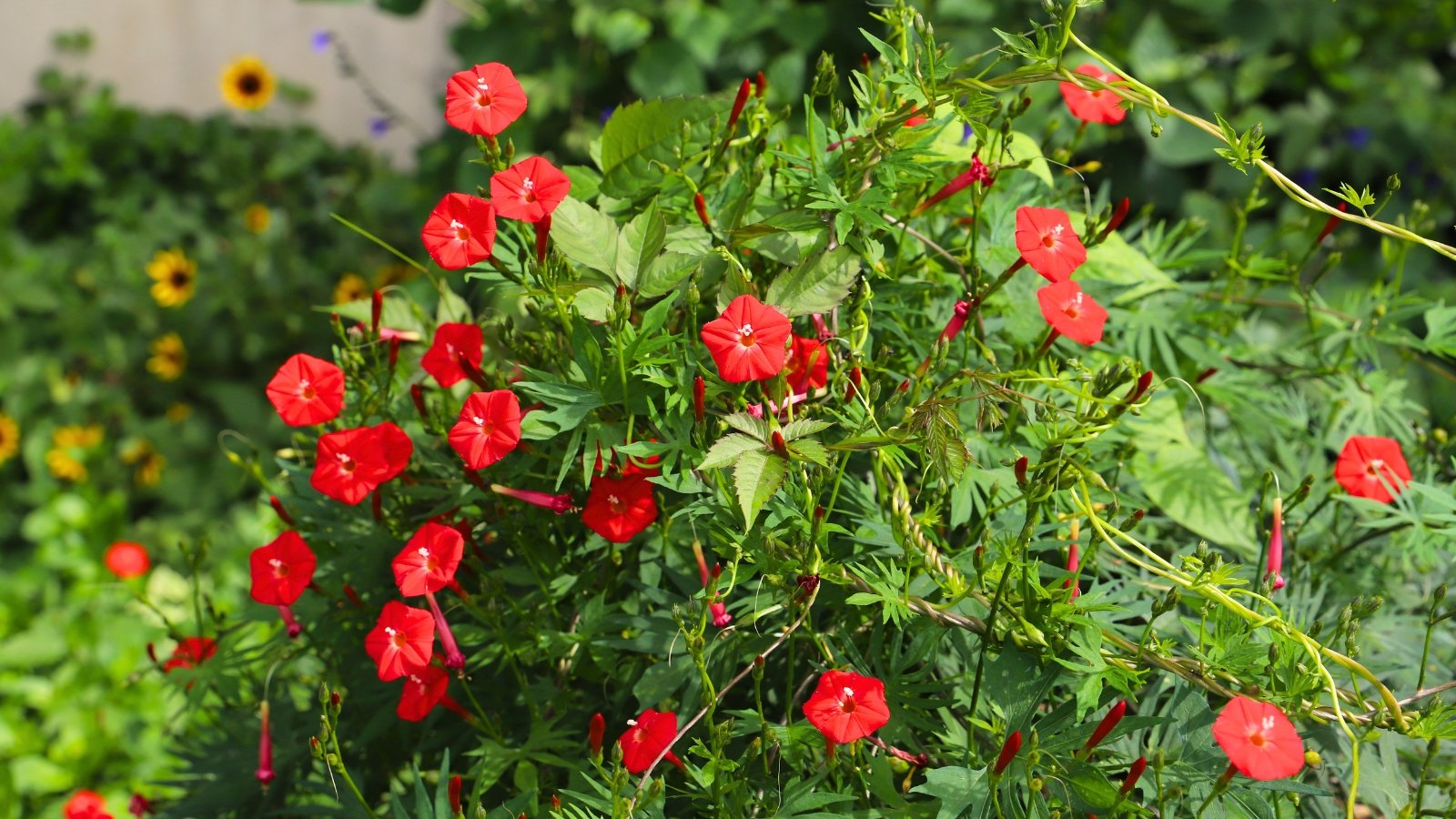 Delicate, feathery green foliage climbs gracefully, adorned with small, star-shaped red flowers along slender vines.