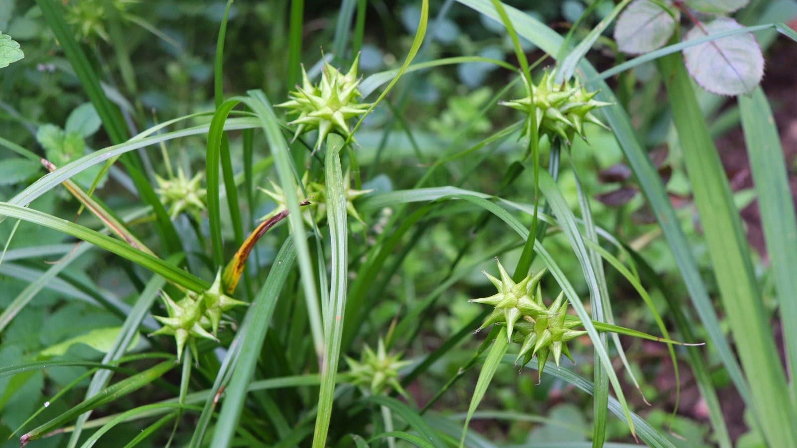 A cluster of spiky, spherical lime-green seed heads nestled among long, slender green grass blades.