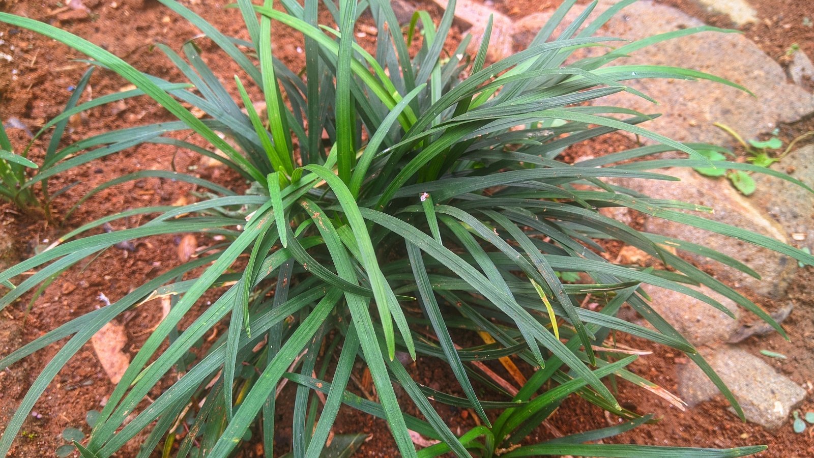 A dense clump of slender, dark green, glossy leaves growing from reddish-brown earth with small rocks.