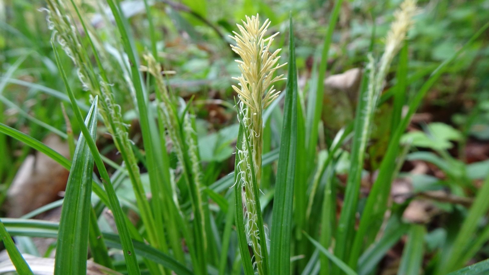 Blooming Carex leavenworthii displays clusters of fine, grass-like green blades topped with small, delicate cream flower spikes.