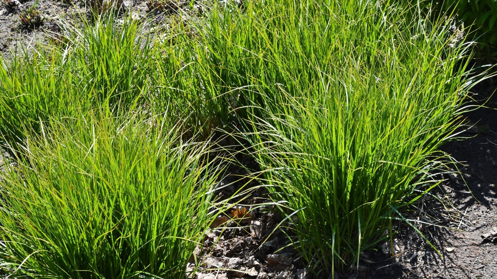A verdant patch of slender, arching green leaves, some with lime-green tips, forming dense clumps on dark earth.