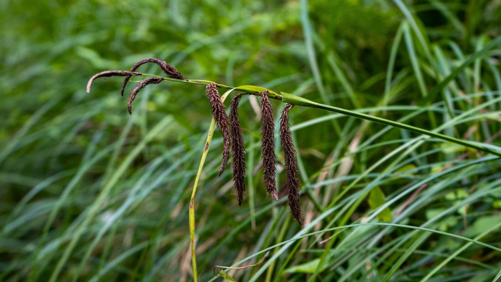 A green stem with several hanging, elongated dark brown seed heads and pale green leaves against a blurred green background.