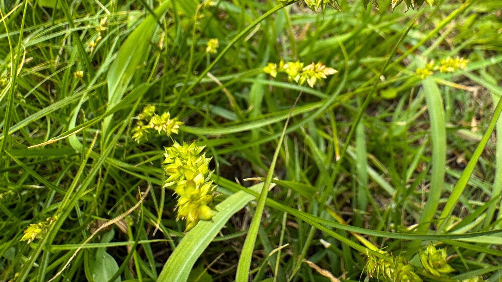 A close-up reveals chartreuse, spiky, oblong seed heads nestled among slender green blades of grass-like plants.