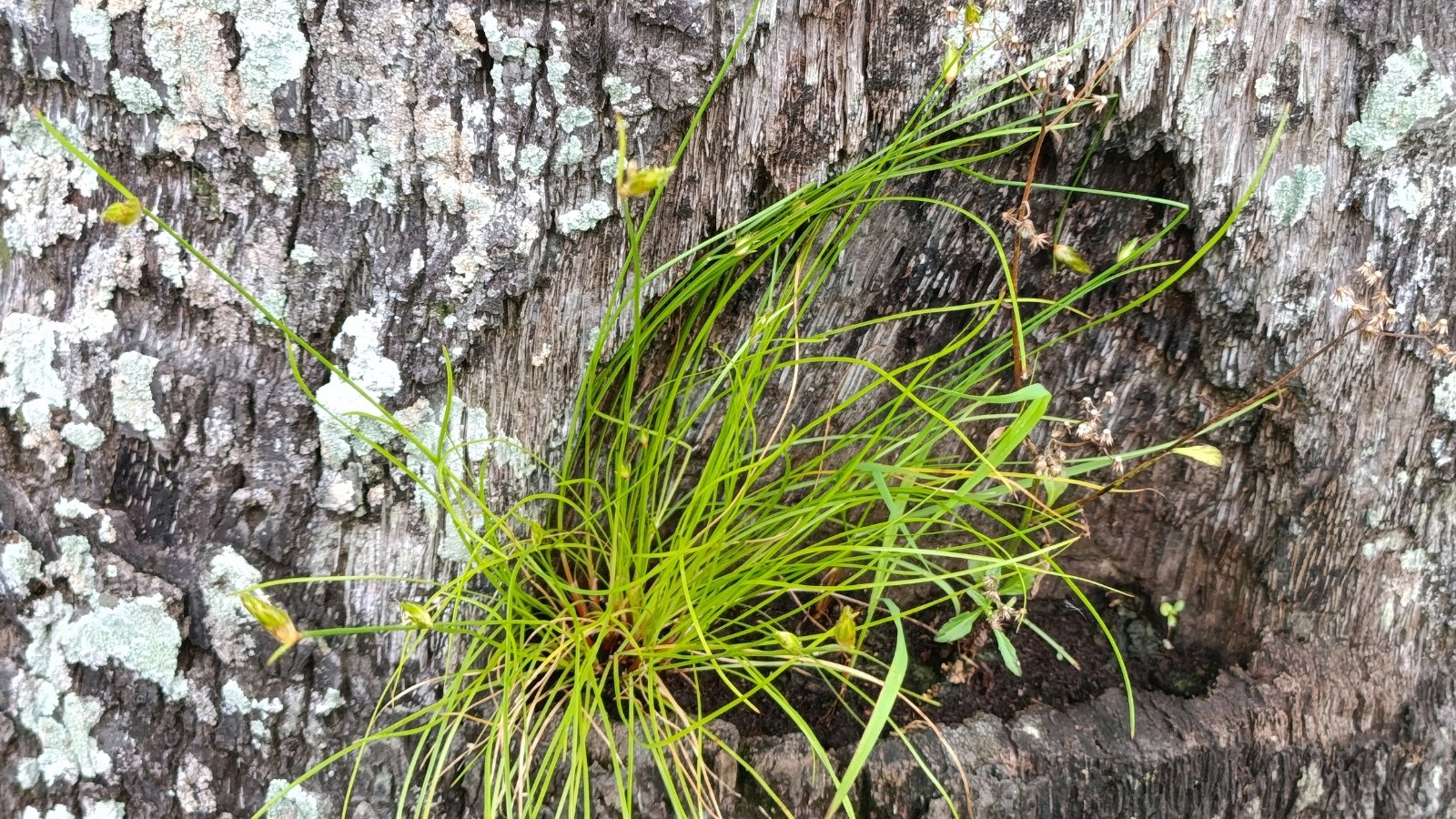 A cluster of spiky, spherical lime-green seed heads nestled among long, slender green grass blades.