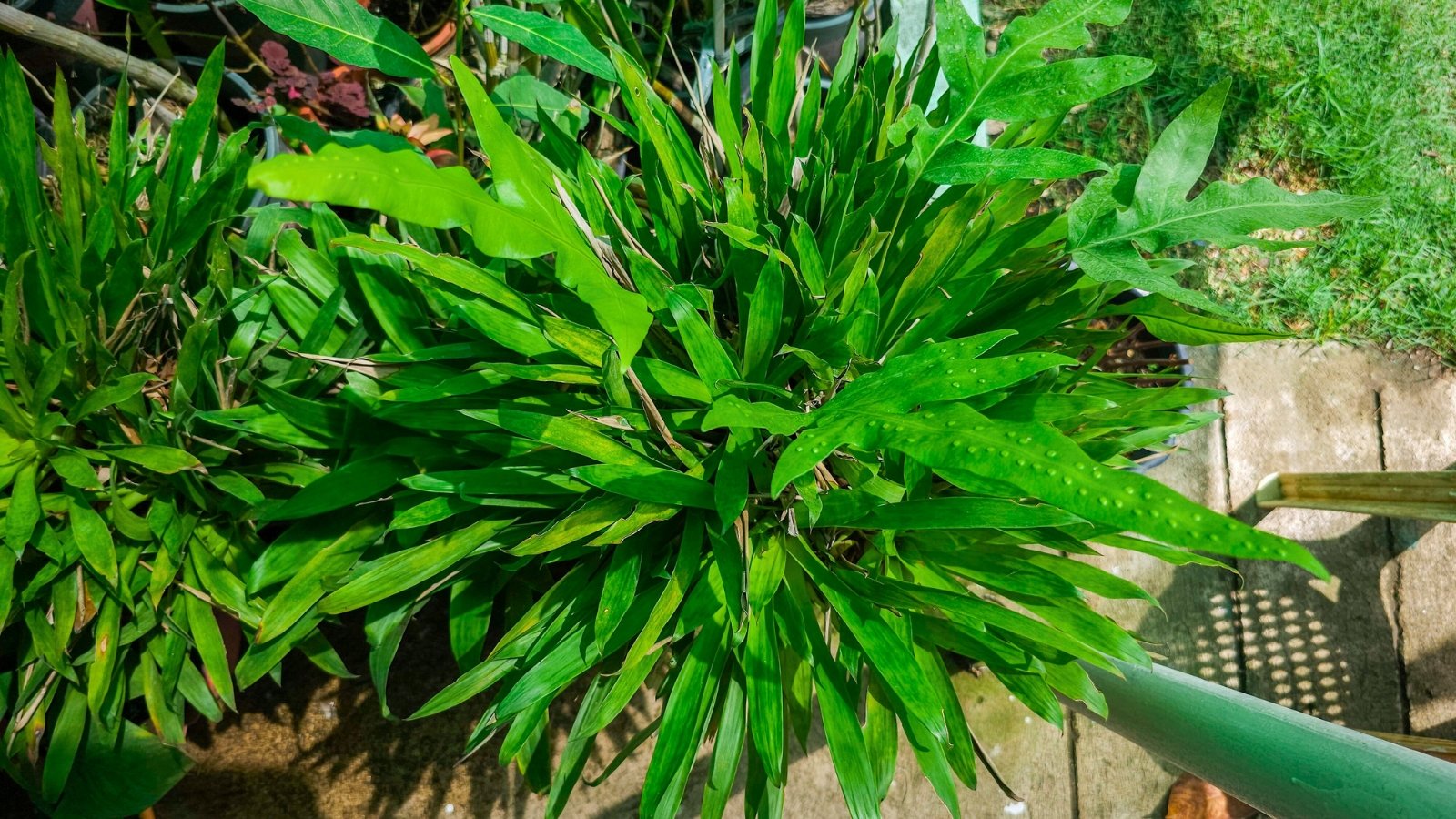 A dense cluster of long, sword-shaped green leaves with raised dots, rooted in brown and grey earth.