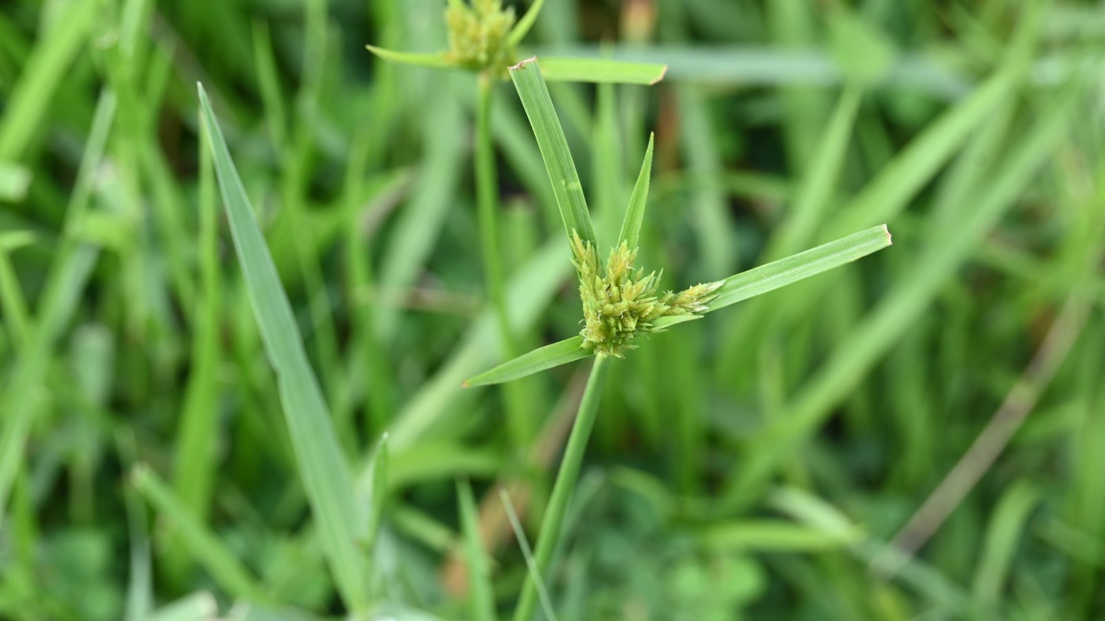 Low-growing, fine-textured green blades form a dense grassy clump with tiny, delicate seed heads tucked among the foliage.