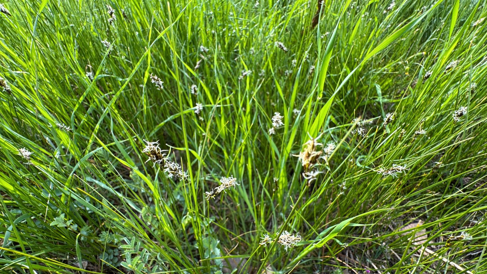 A close-up shows green, grass-like plants with small, star-shaped seed heads featuring white, spiky filaments.