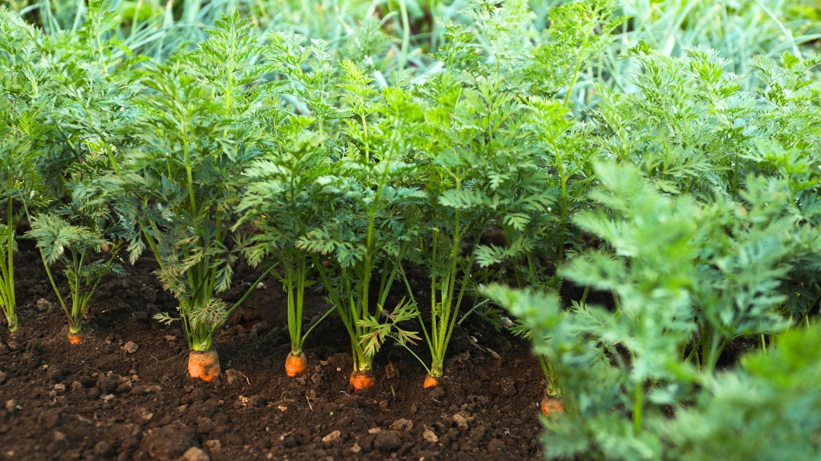 Carrot plants with feathery, bright green leaves grow in neat rows, their tapered roots hidden beneath the garden soil.