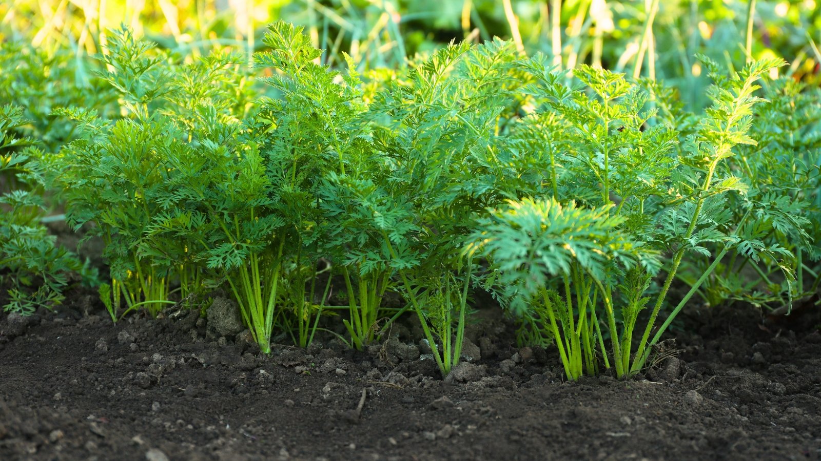 Carrot plants with finely divided, feathery green leaves grow on slender, upright stems, forming soft, bushy mounds above the soil in a well-tended garden bed.
