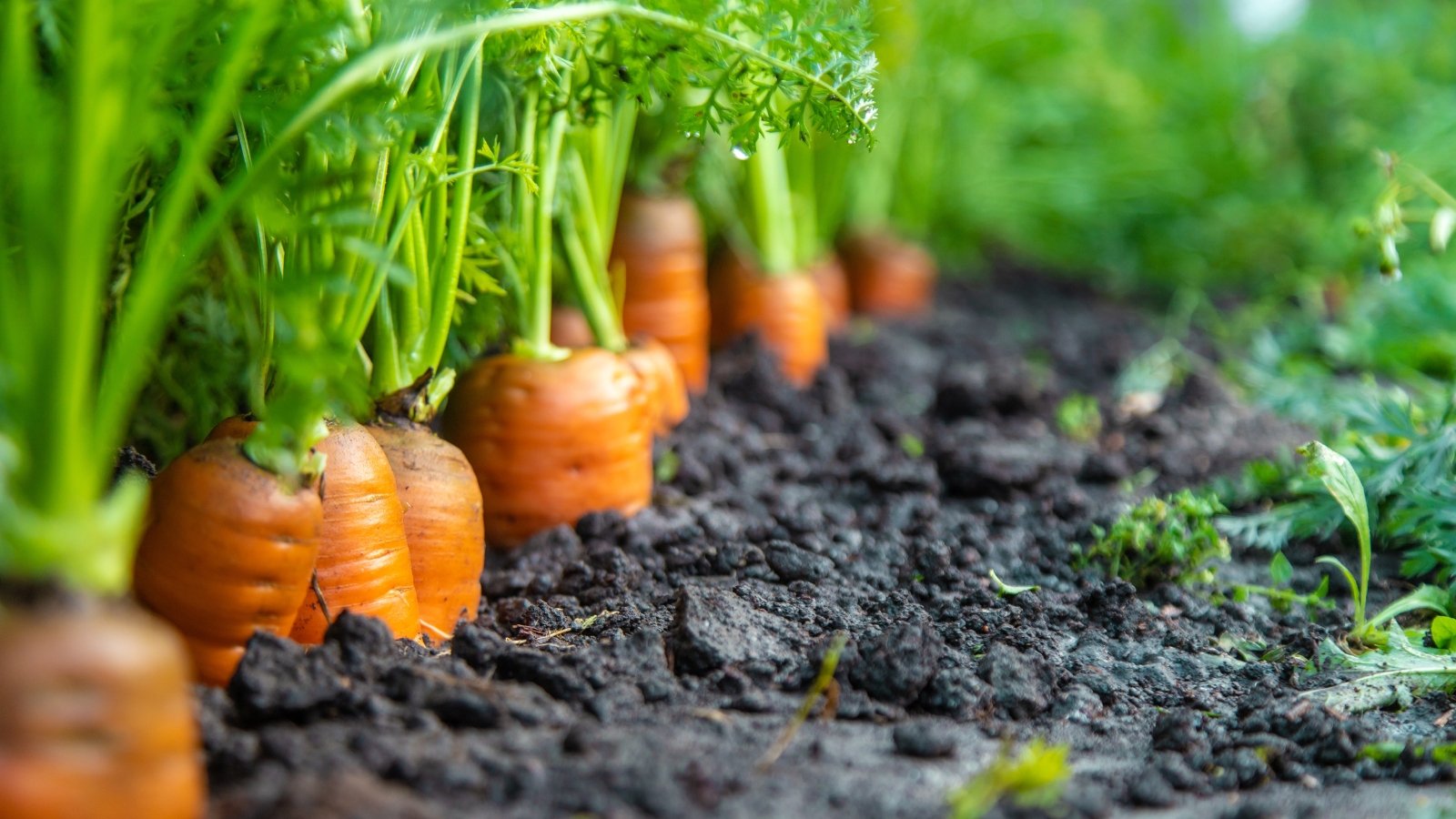 Broad, rounded carrot shoulders emerge slightly from the soil in a garden row, topped with dense, finely cut feathery green leaves that form airy, fern-like mounds.