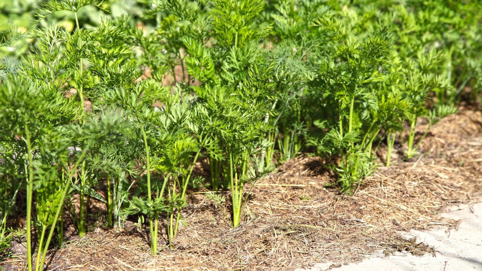 Carrots grow beneath a light layer of straw mulch in a well-tended garden bed, with feathery green tops emerging above.