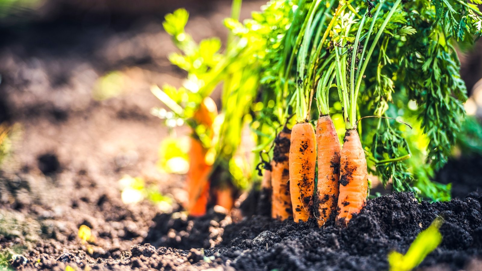 Short, slender orange roots grow upright in loose soil, topped with feathery green foliage.
