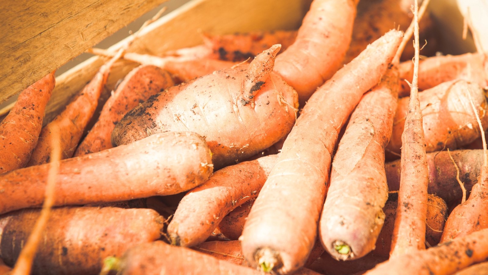 Close-up of vibrant orange carrots with smooth skins neatly stacked in rows inside a rustic wooden storage box.
