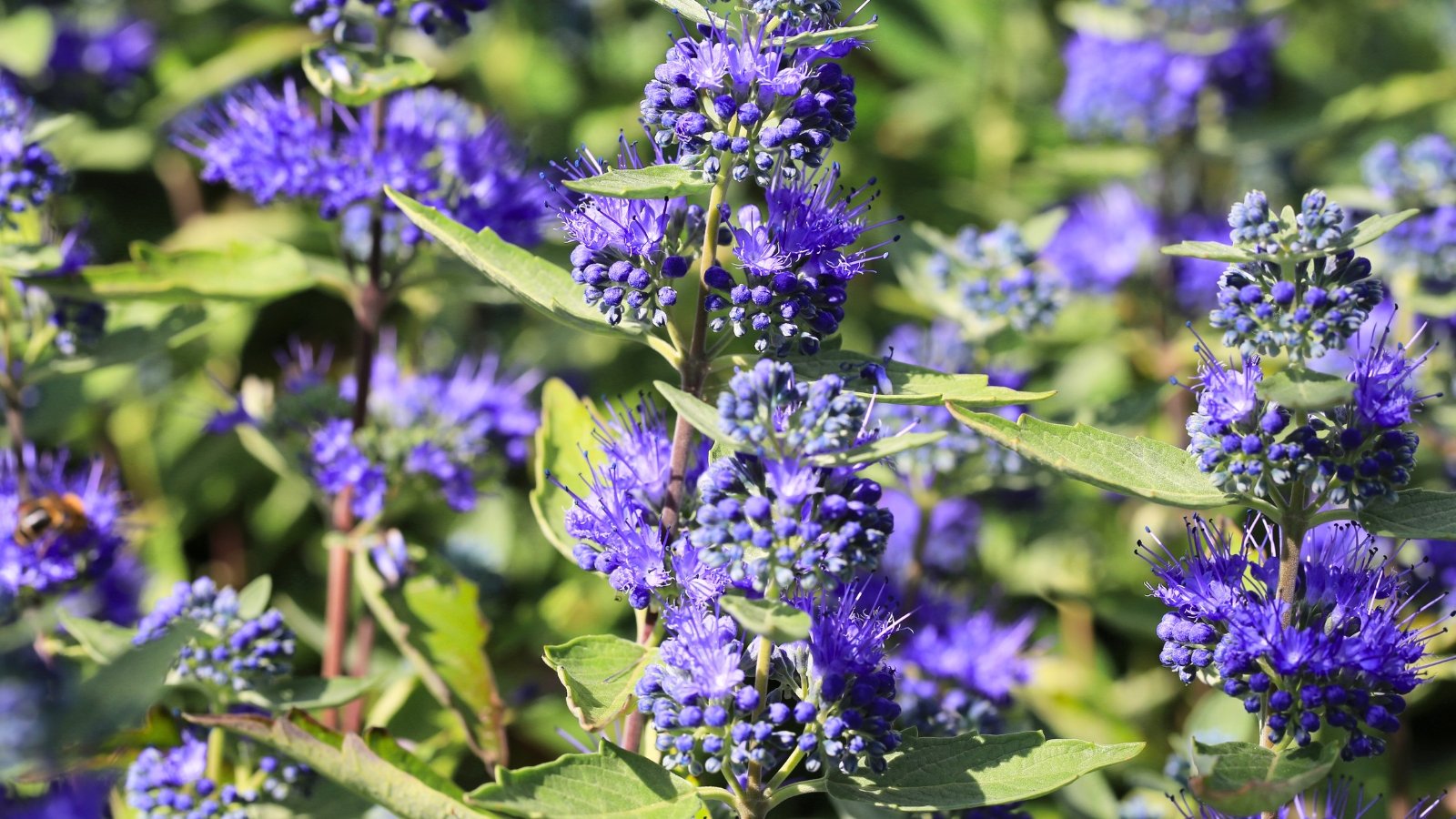 Numerous spiky, vibrant blue-purple flowers with long stamens are arranged in clusters along green stems.
