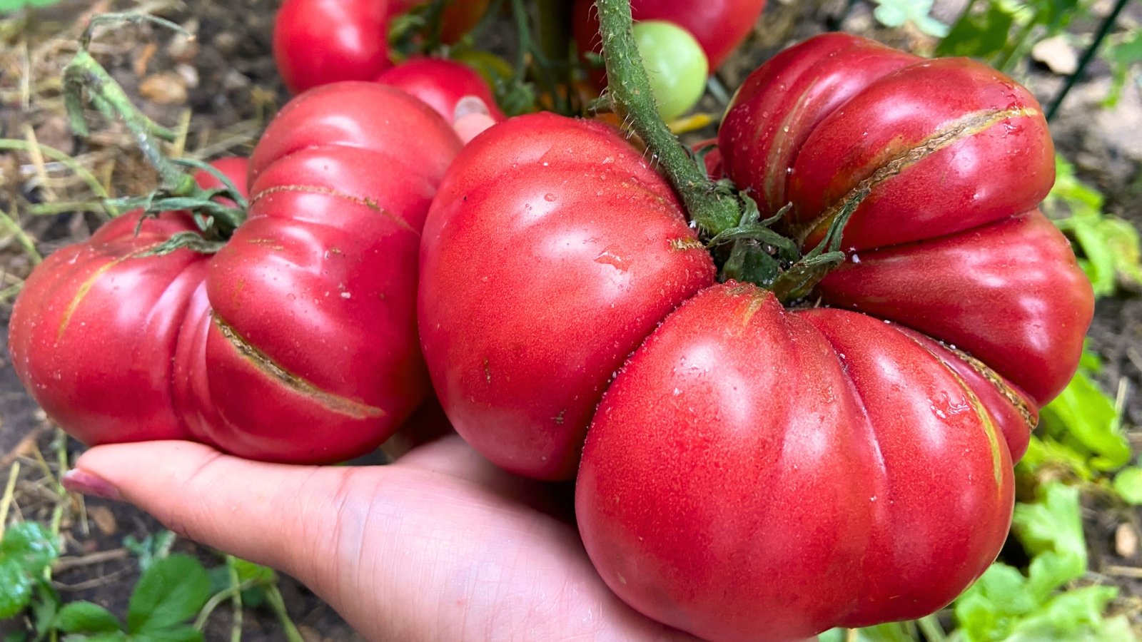 Gardener holds beefsteak tomatoes in the garden showing catfacing abiotic disorders with deep scars and misshapen surfaces.