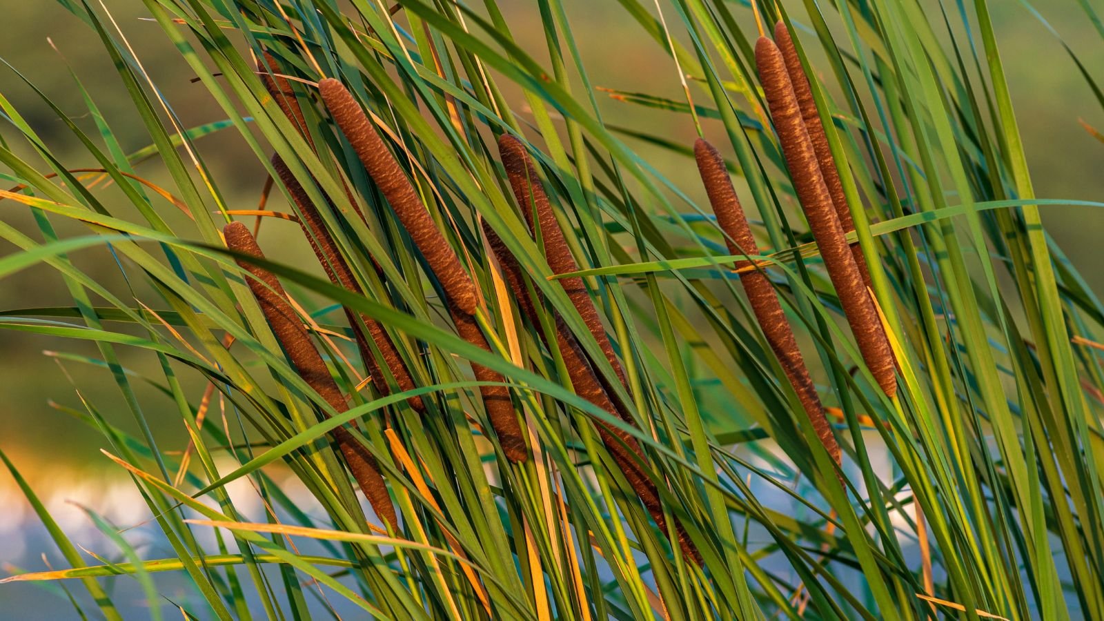 A close-up shot of several developing Cattail plants, featuring their long slender leaves and brown inflorescences, growing alongside a body of water outdoors