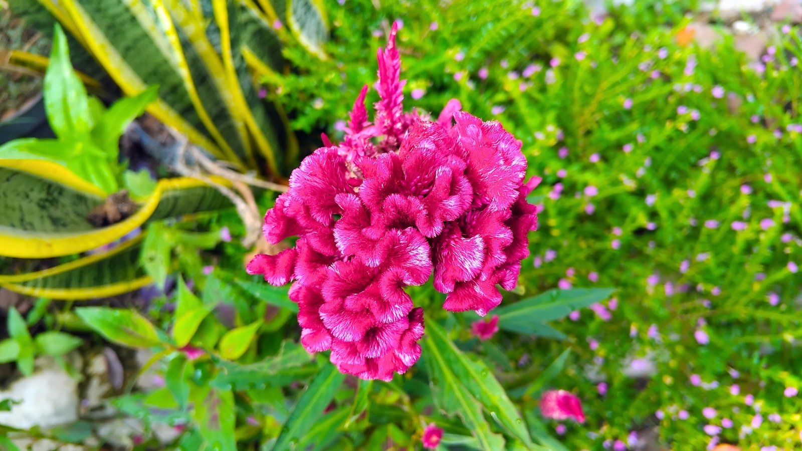 A unique, velvety, crest-shaped fuchsia bloom with a ruffled texture emerges from vibrant green foliage.