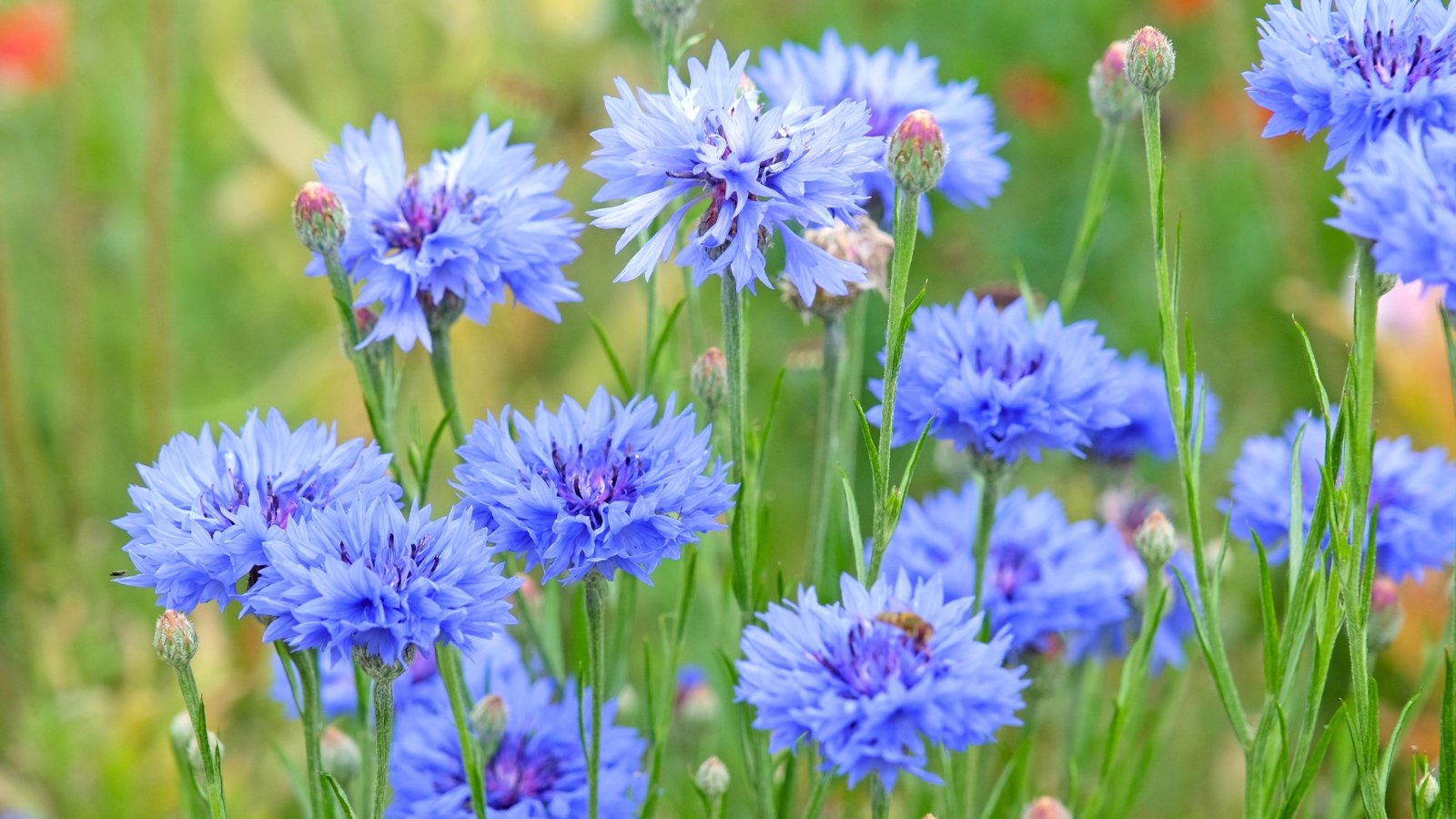 A cluster of fluffy, vivid blue and purple thistle-like flowers with slender green stems stands tall amidst soft greenery.