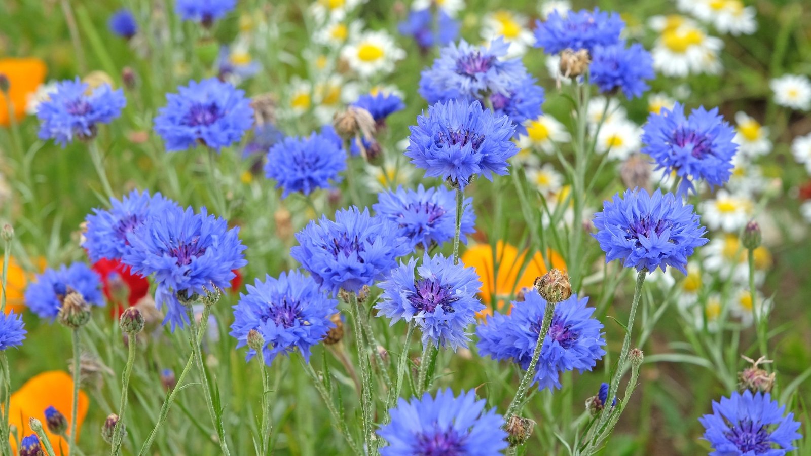 Bright blue, cornflower-like blossoms with spiky petals atop slender green stems.