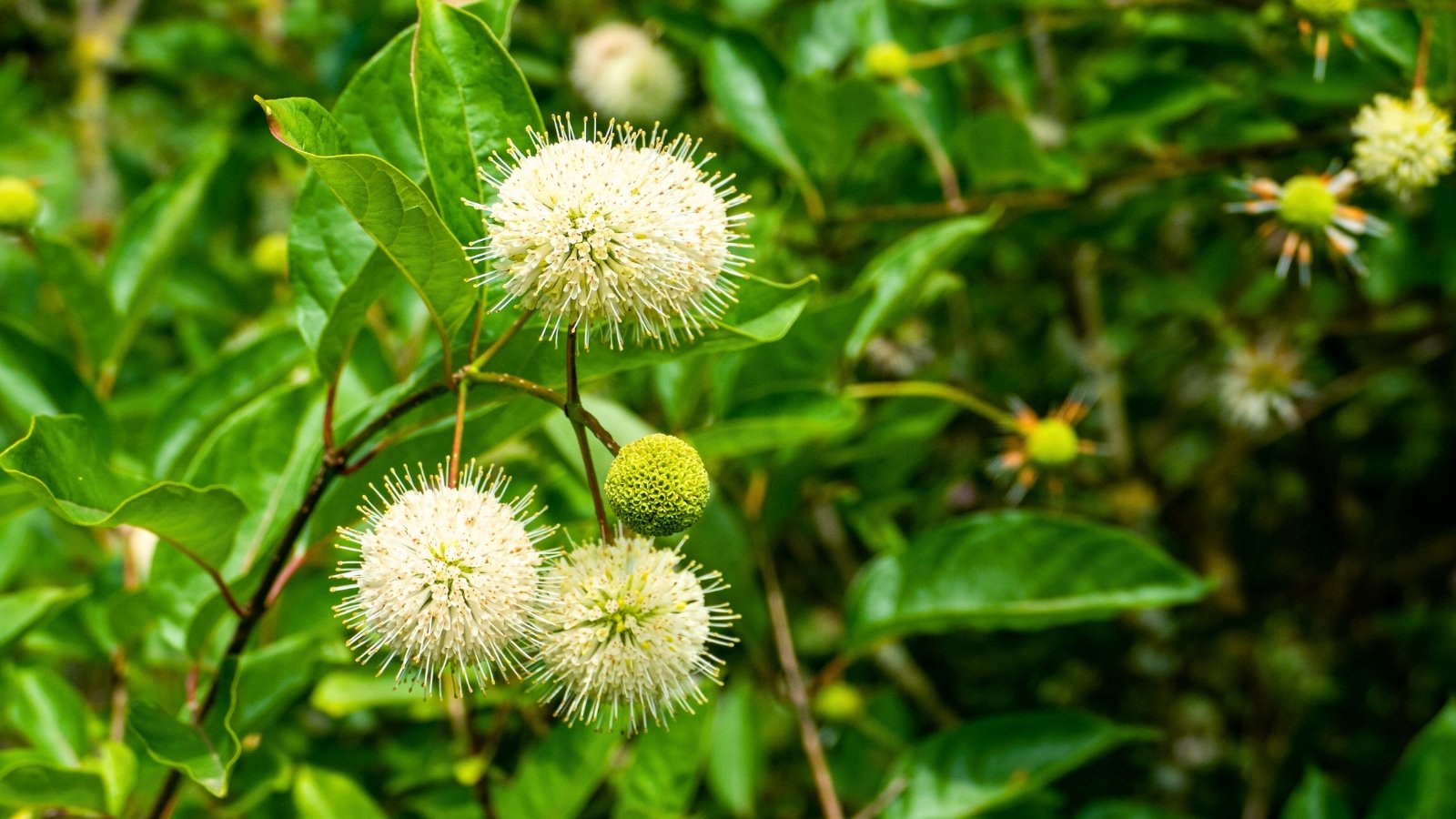 Spherical clusters of delicate white flowers with many projecting stamens stand out against green leaves.