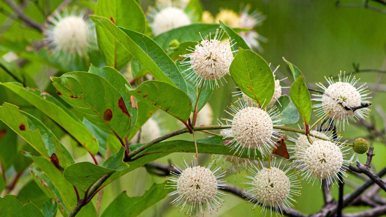 A branch with bright green, oval leaves features several spherical, spiky white flowers resembling pincushions.