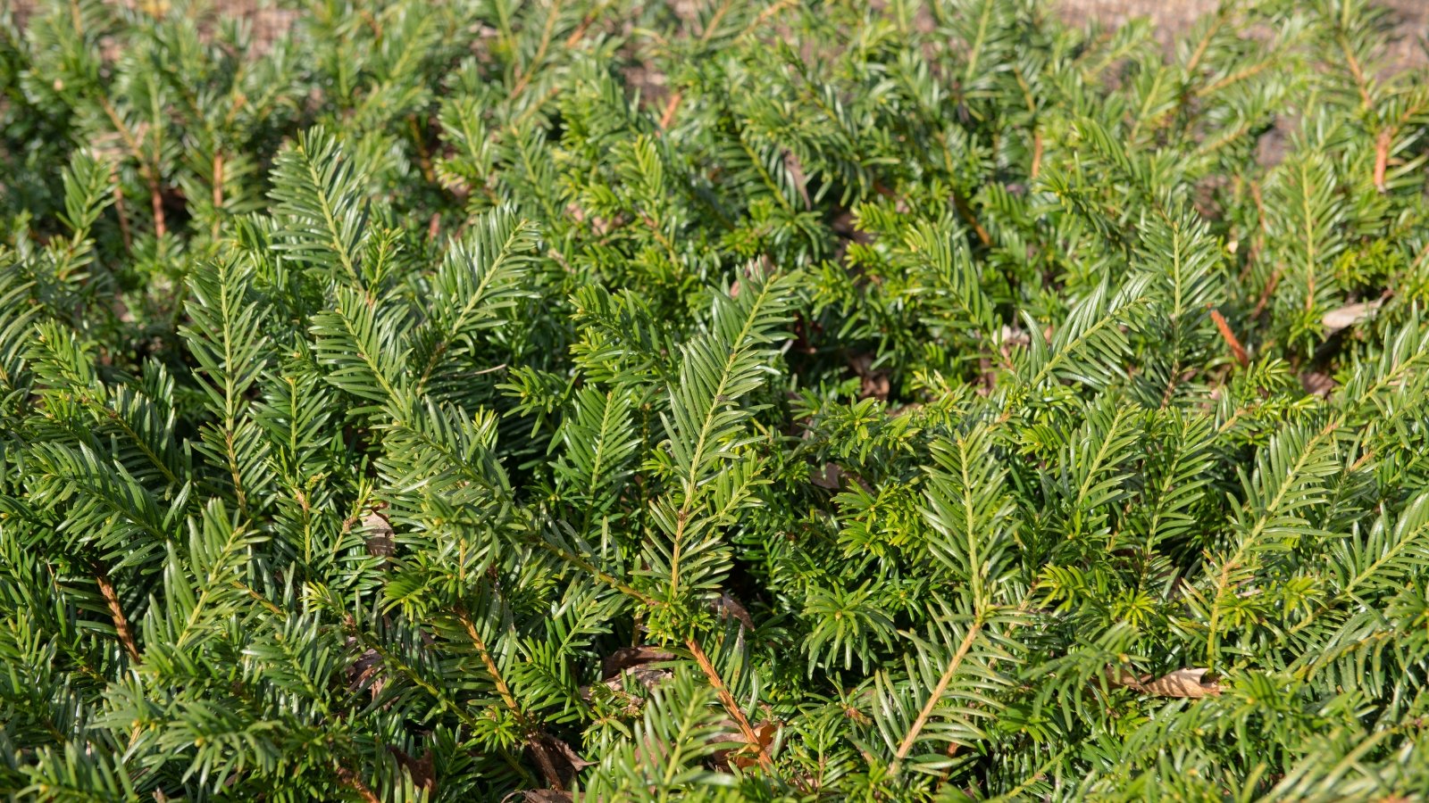 A dense groundcover of deep green, glossy needle-like leaves forms a textured mat.