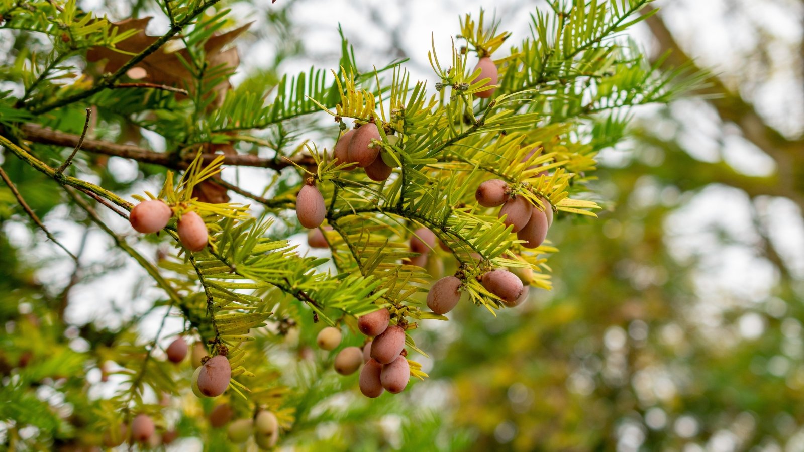 Close-up of flat, dark green and yellowing needle-like leaves arranged in V-shaped sprays with oval green-pinkish seed cones.