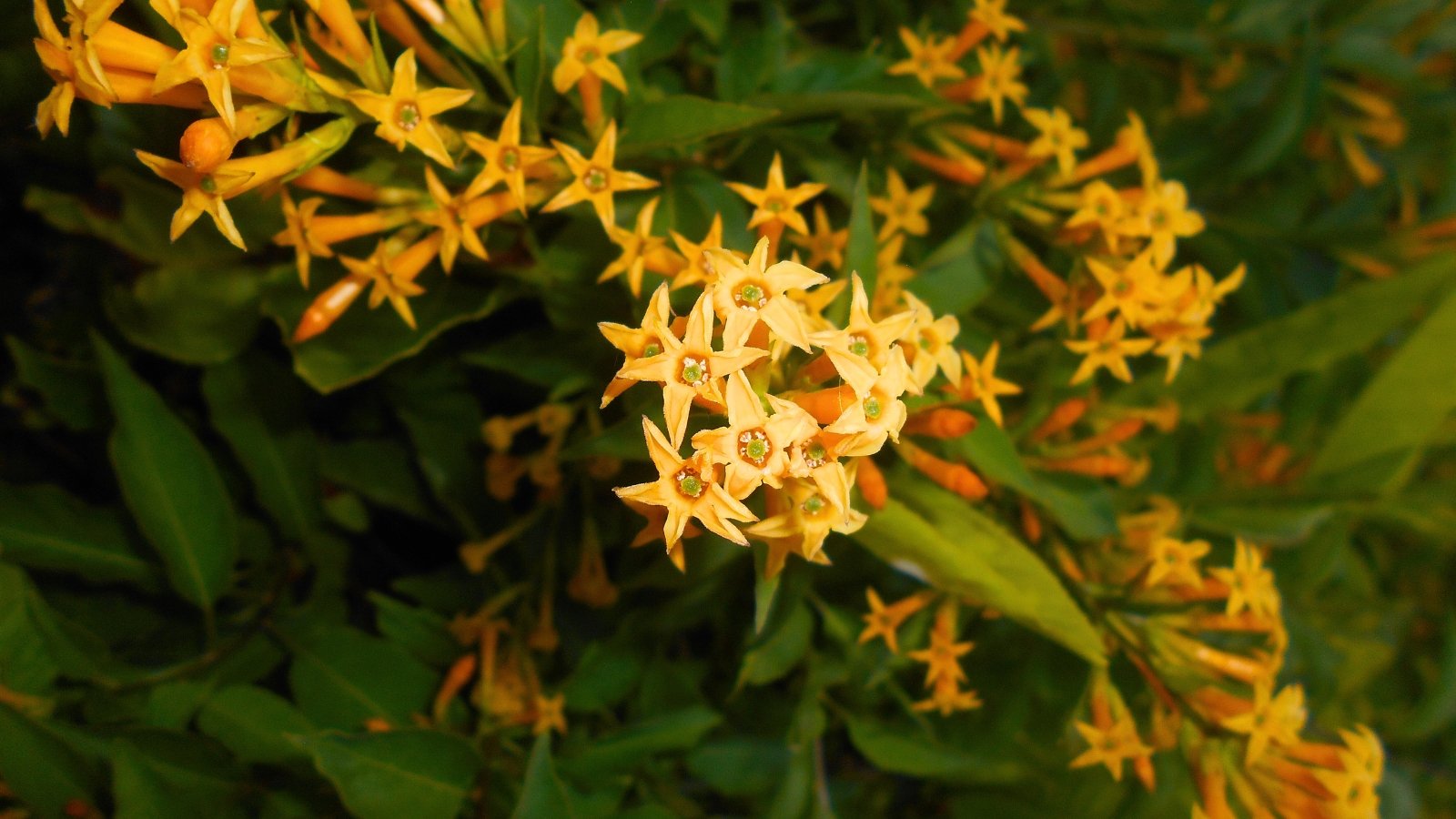 Clusters of bright orange, tubular flowers with five-pointed star-shaped openings are set against dark green foliage.