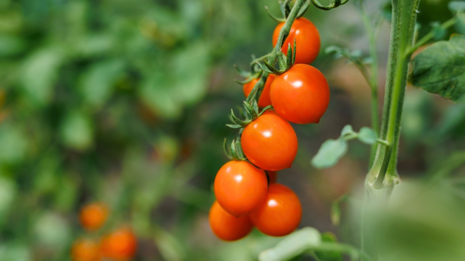 A cluster of small, glossy, round orange fruits hanging from a vibrant green vine amidst foliage.