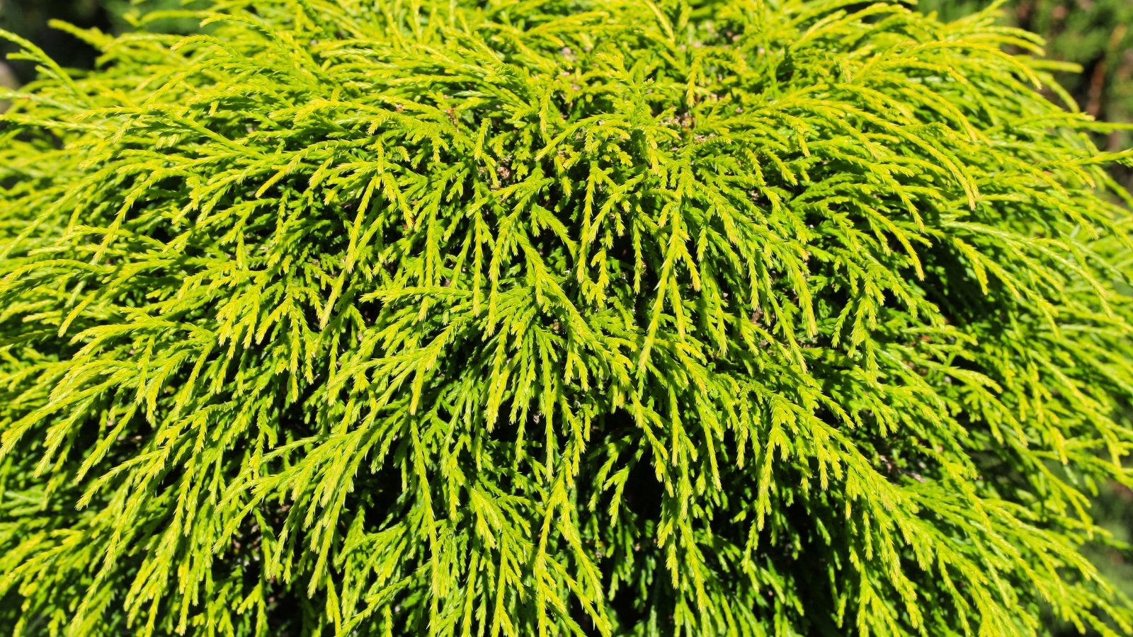A bright chartreuse plant with long, cascading, thread-like foliage forming a dense, shaggy mound.