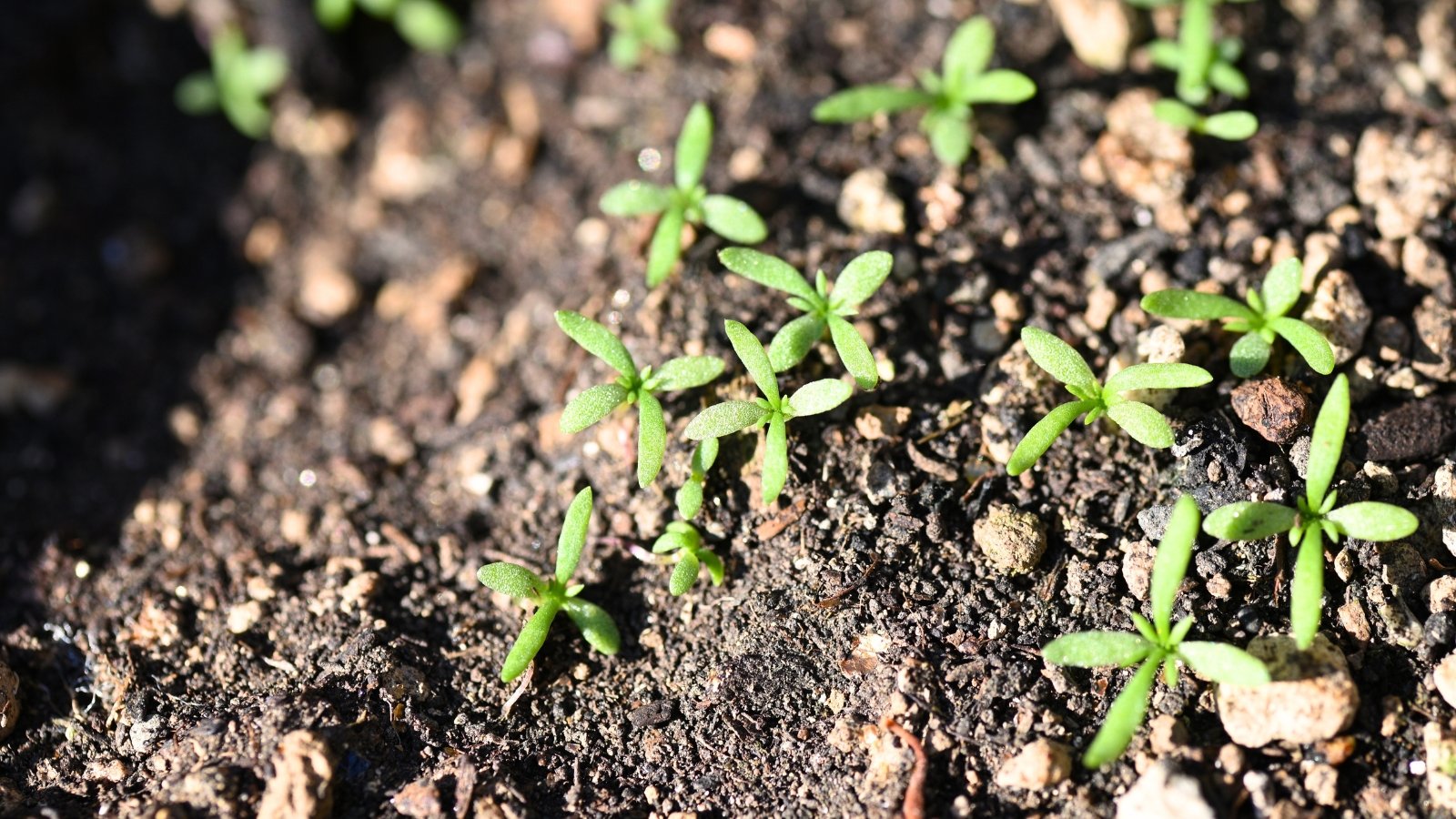 Tiny green chamomile seedlings with delicate, green leaves emerging from soil.