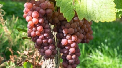 Tight bunches of small, pink-purple grapes hang among broad, textured green leaves in dappled sunlight.
