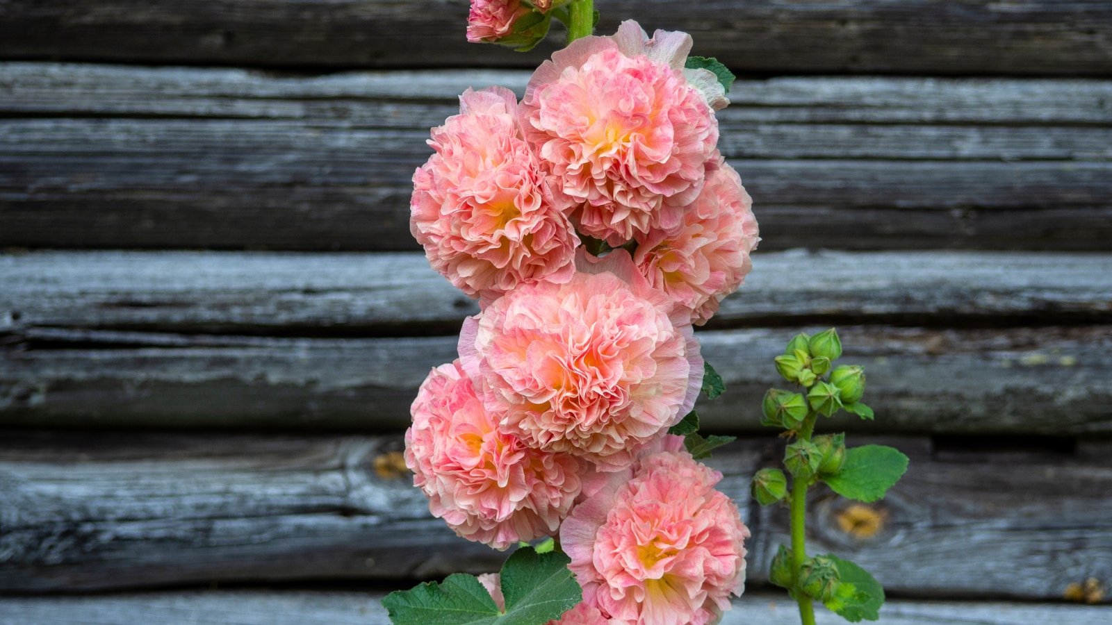 A vertical cluster of fluffy, salmon-pink double flowers with creamy yellow centers against a wooden background.
