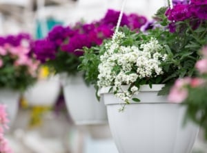 Cheap hanging basket plants, appearing to have different colored blooms and deep green leaves placed in white containers