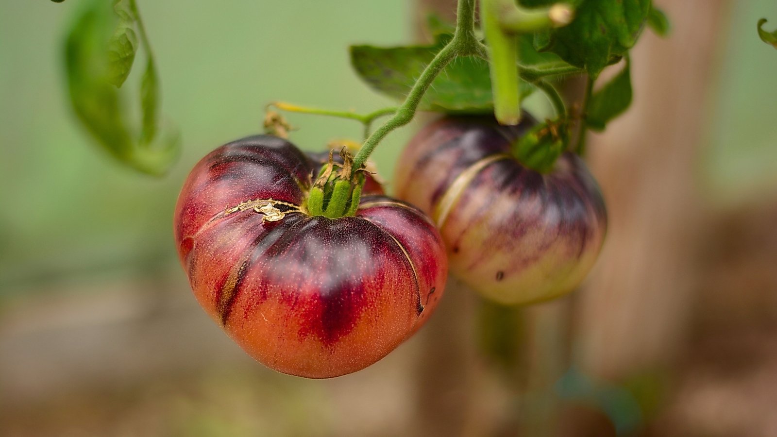 Two irregularly shaped fruits, deep reddish-purple at the top, transitioning to orange-red at the base, on a leafy vine.