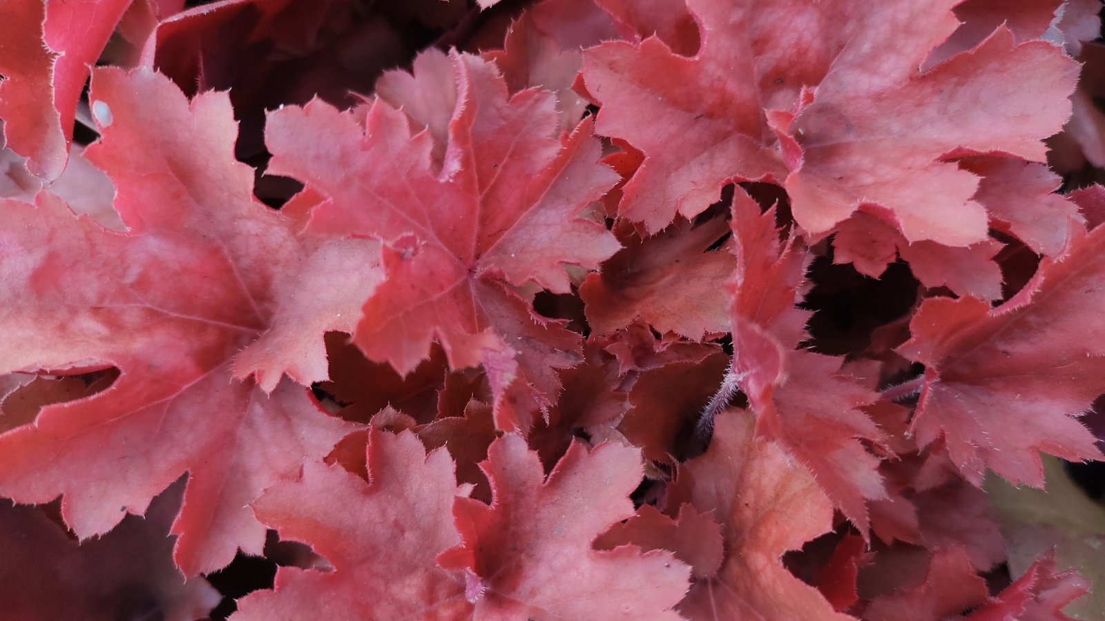 Mounded foliage of ruffled, deep cherry-red leaves forms a striking base, close up.