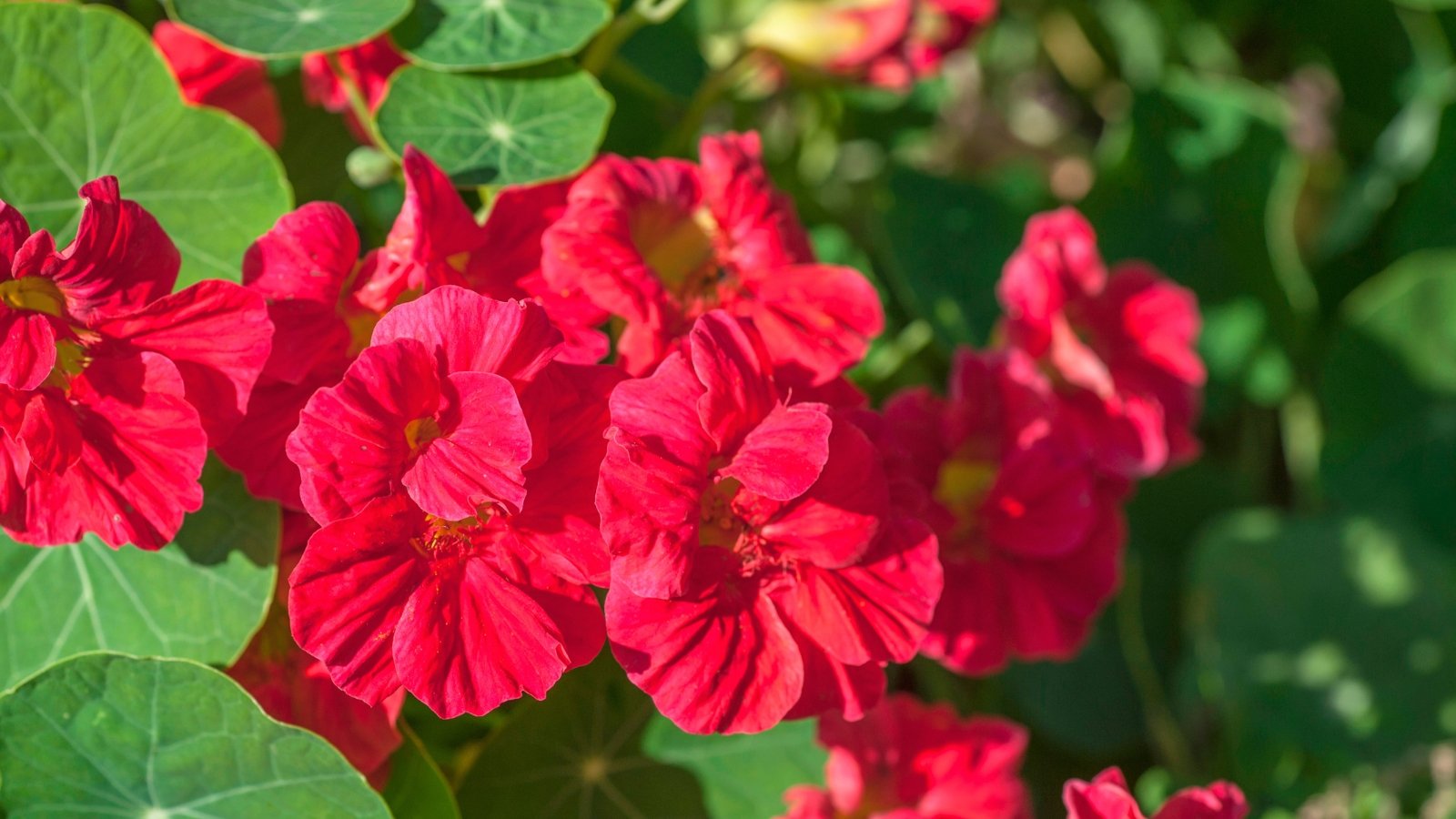 Trailing vines with rounded, veined leaves support soft red-pink blooms with layered, crinkled petals.