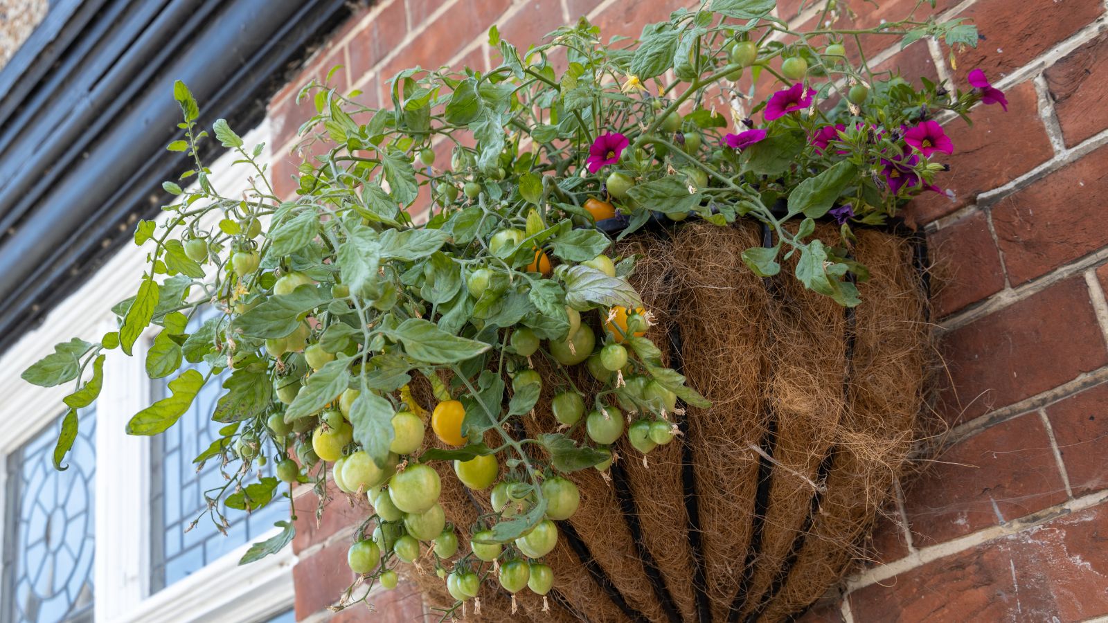A container attached to a brick wall with Cherry Tomato and Petunia plants having fruits and lovely blooms