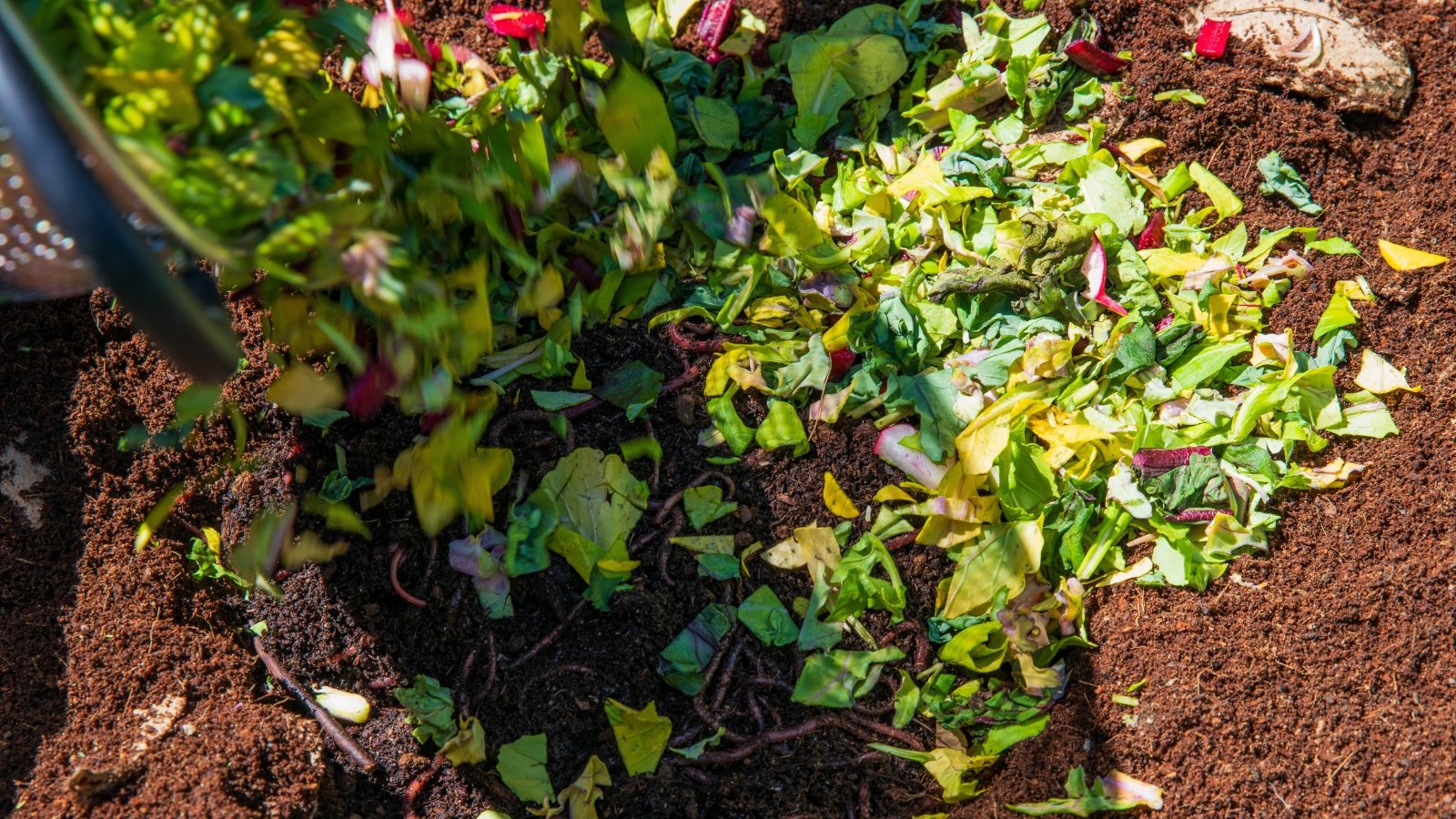 Adding chopped up vegetable scraps to the dark brown, textured compost pile.