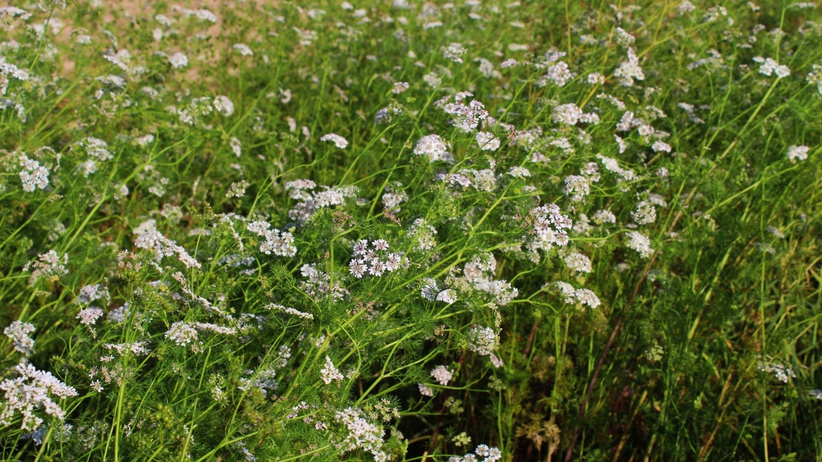 Bushy green plants dotted with small, white and pink umbrella-shaped flower clusters.