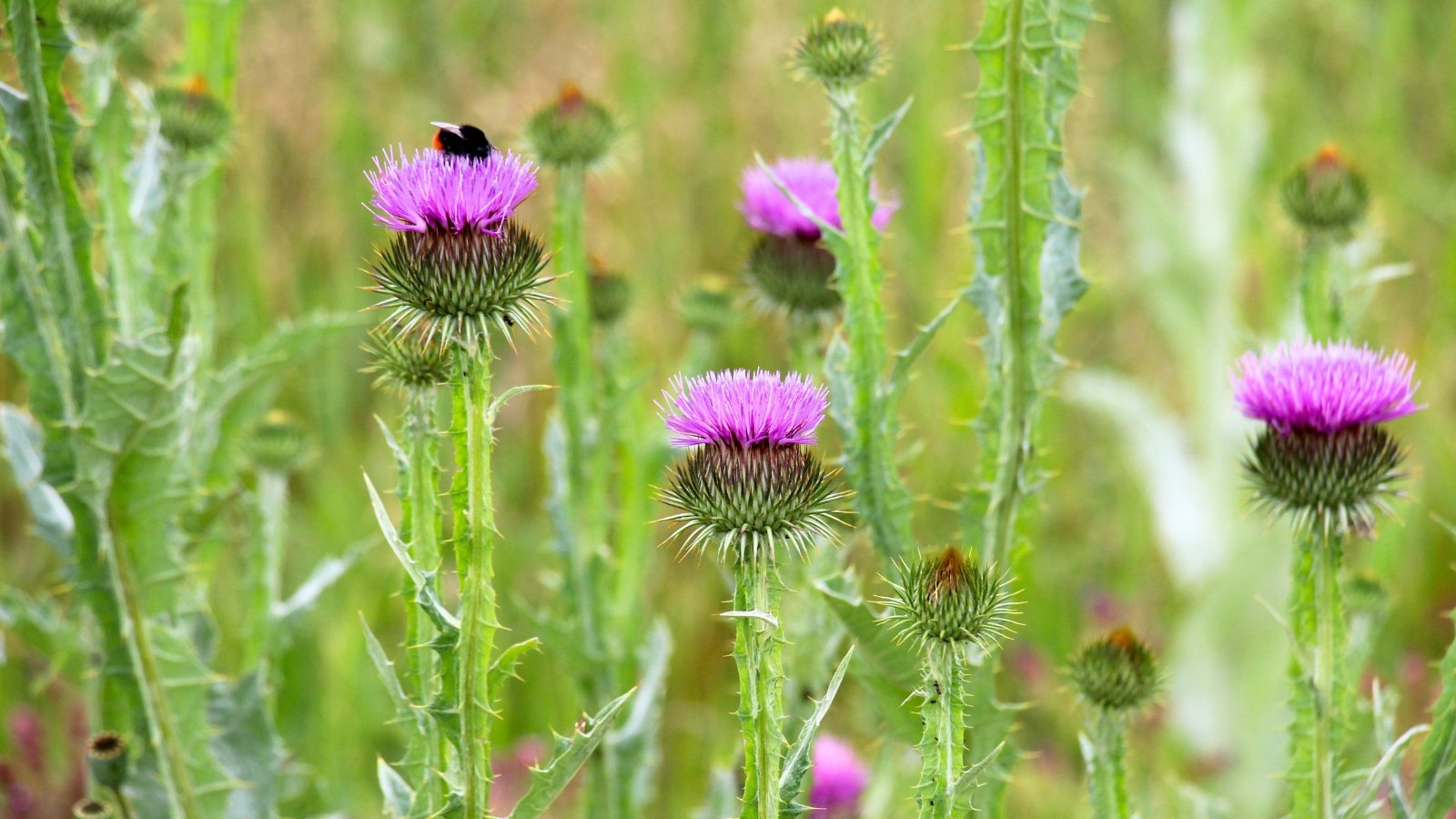 A field of spiky green plants with vibrant purple, fluffy blossoms, one with a dark insect, against a soft green and gold background.