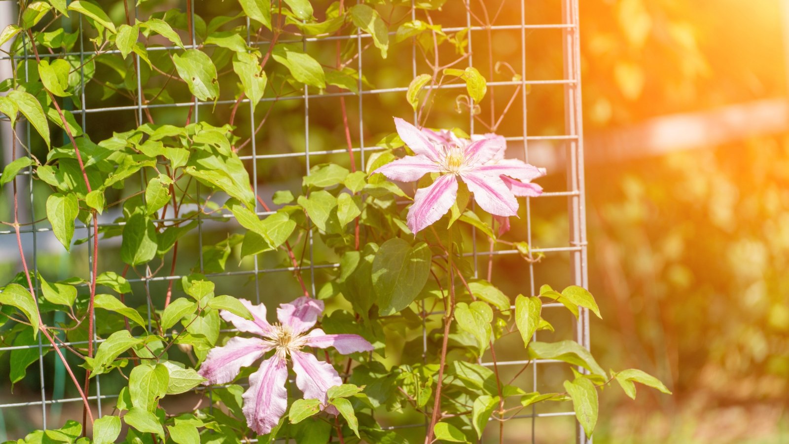 Clematis bloom with large, star-shaped petals and a central tuft of stamens climbs gracefully on a trellis.